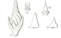 Shorea balangeran Red Balau Shorea balangeran Red Balau